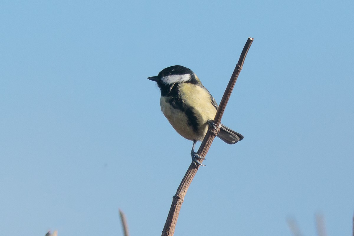 Büyük Baştankara - ML646698250