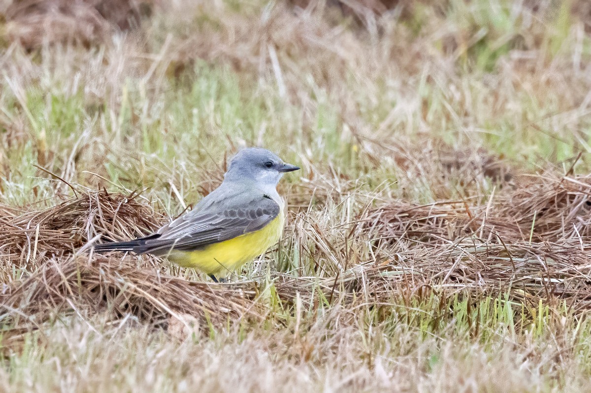 Western Kingbird - ML646698251