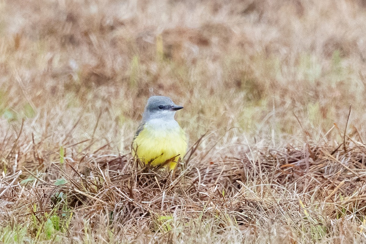 Western Kingbird - ML646698252