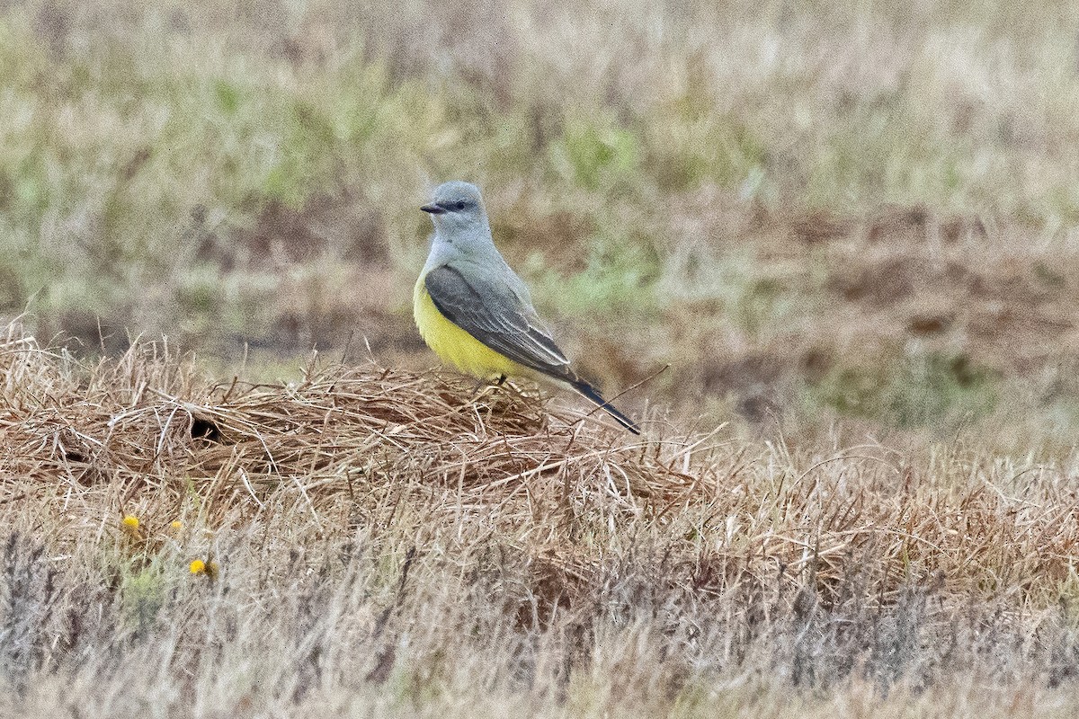 Western Kingbird - ML646698253