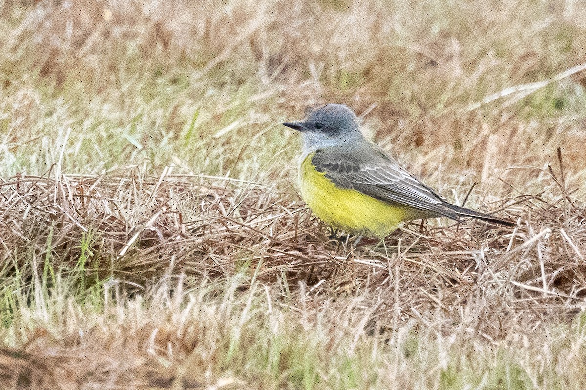 Western Kingbird - ML646698254