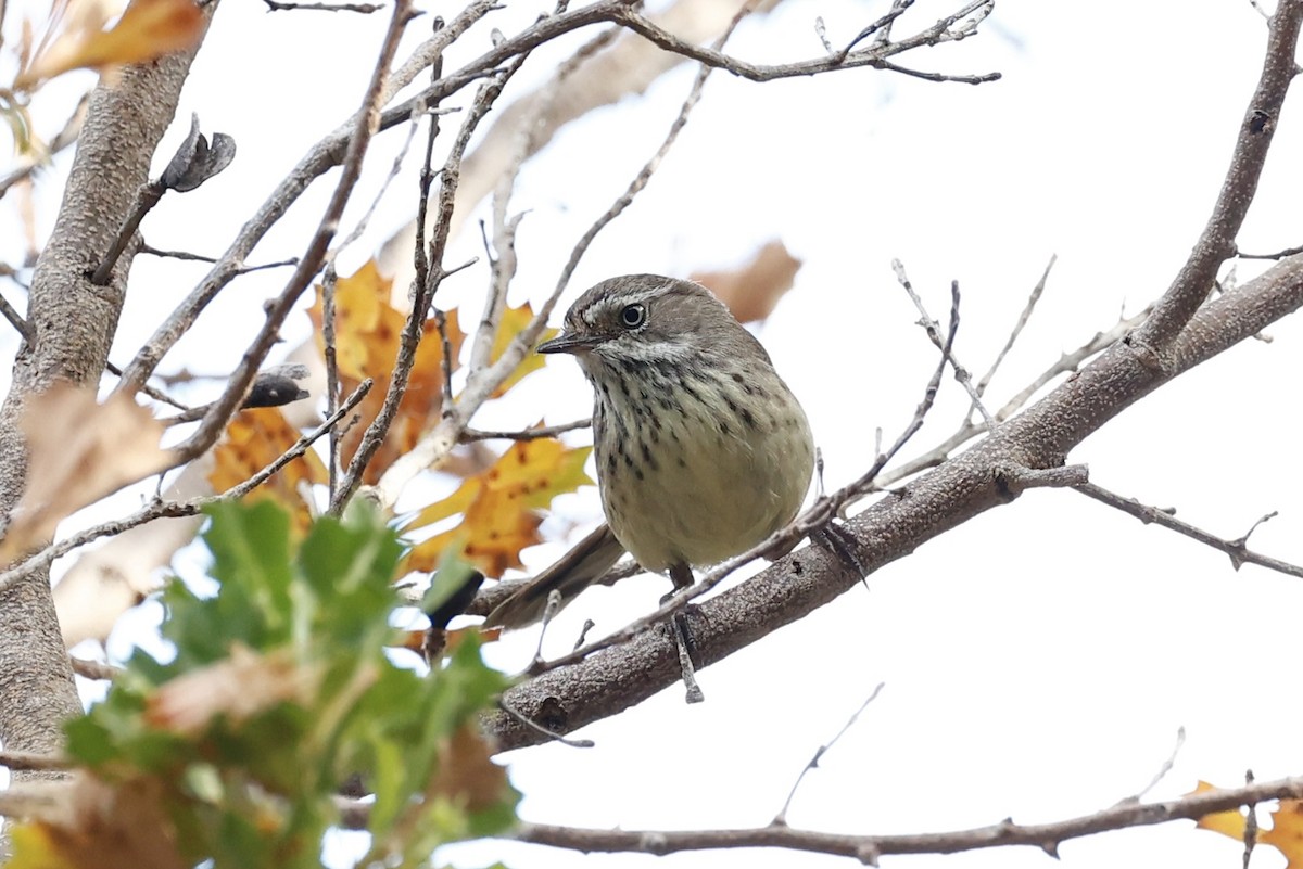 Spotted Scrubwren - ML646698256