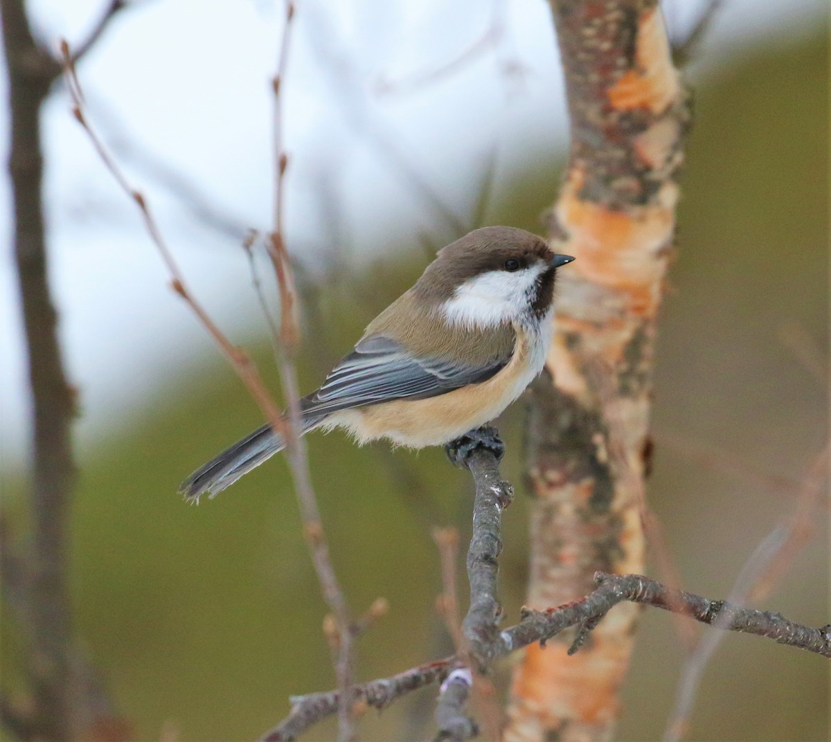 Gray-headed Chickadee - ML646698258