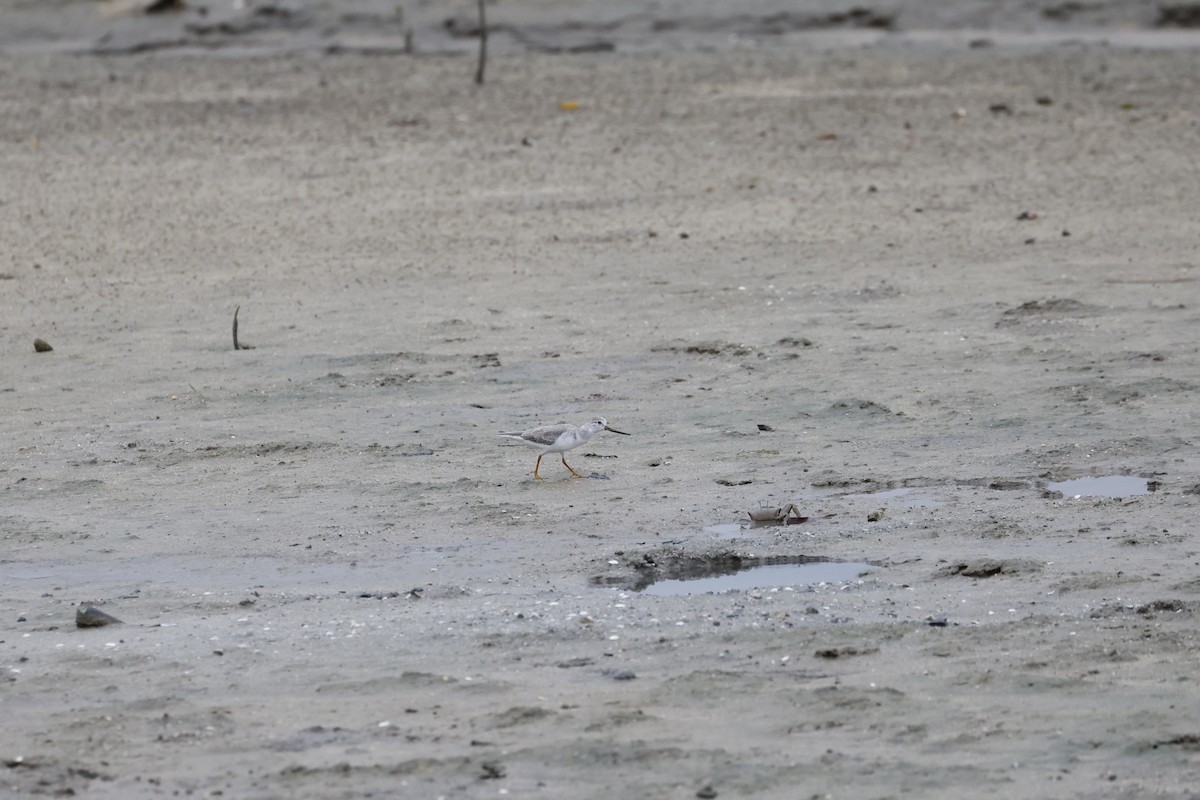 ソリハシシギ - ML646698263