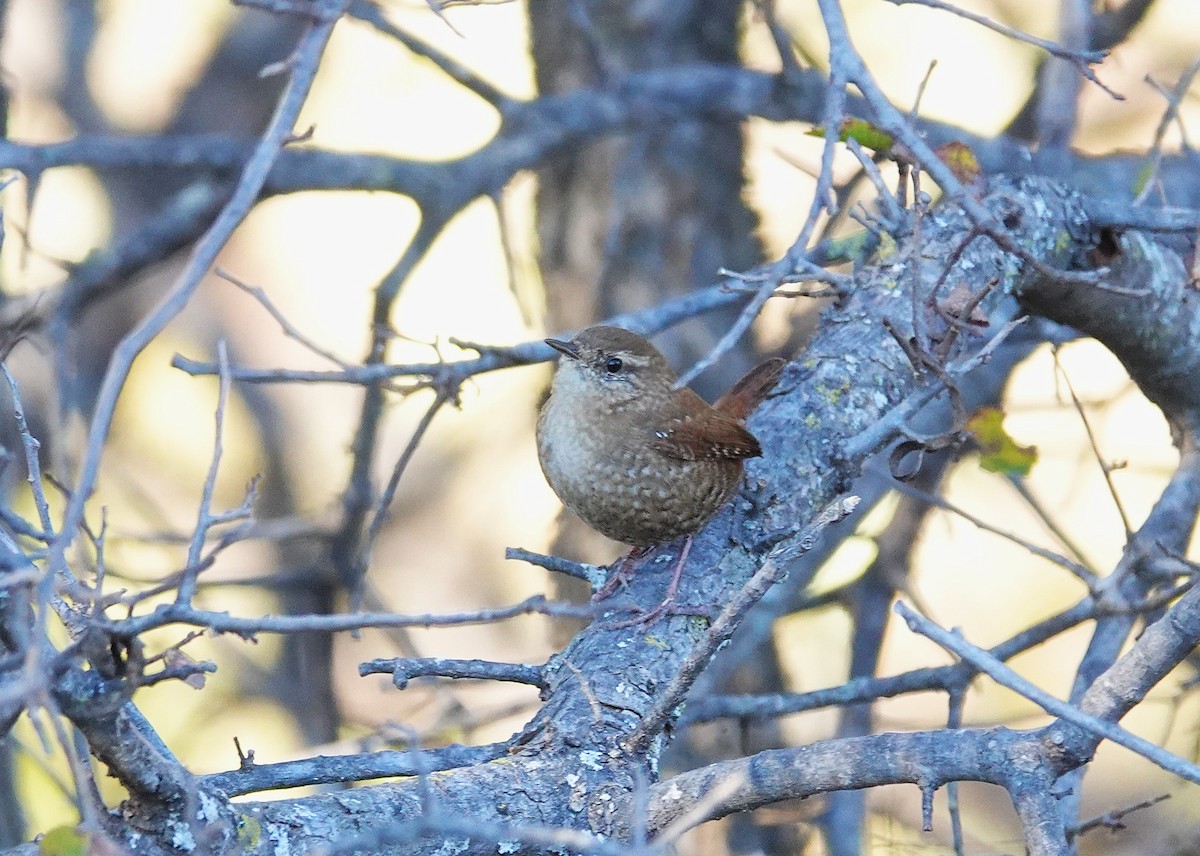 Troglodyte des forêts - ML646698267
