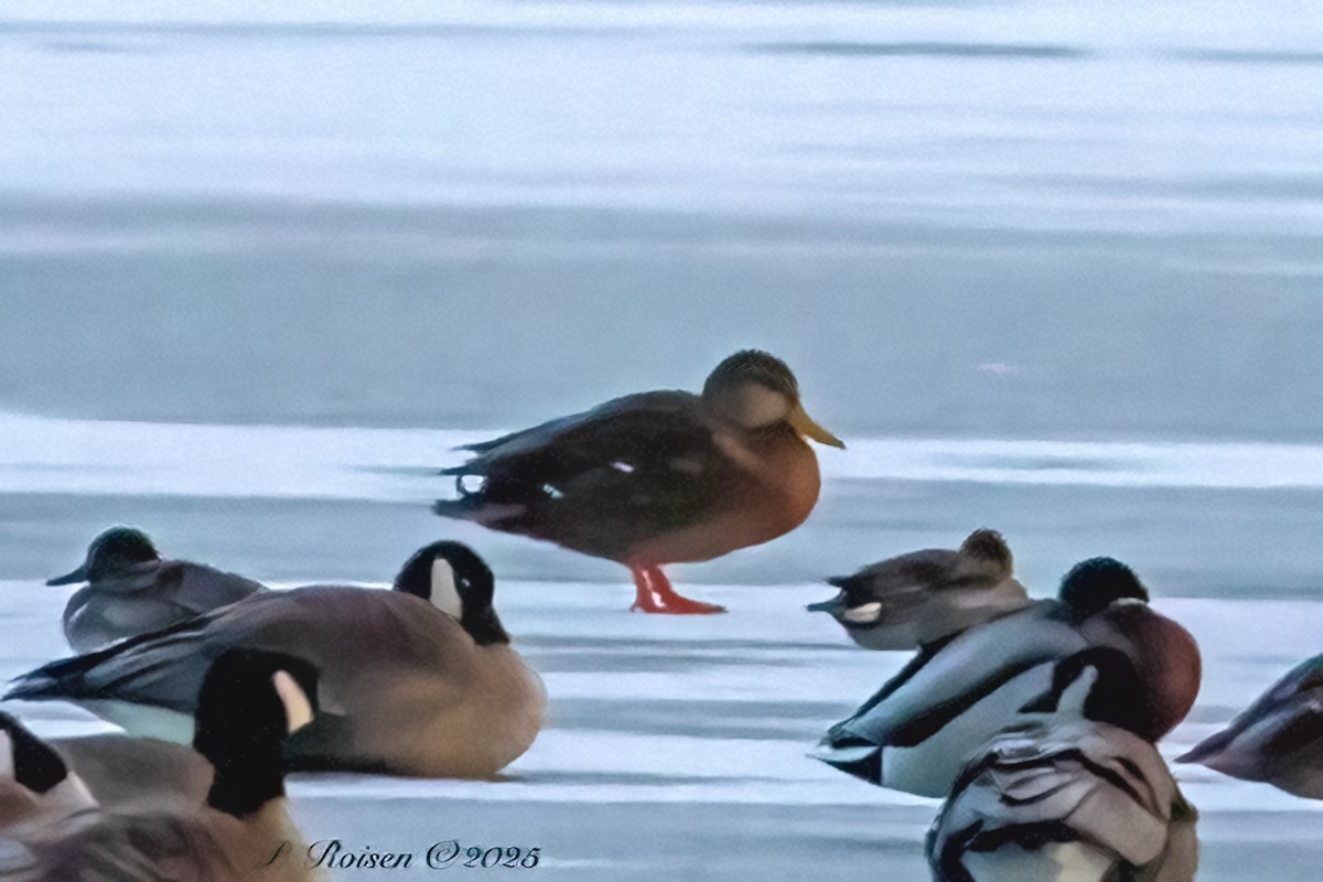 Mexican Duck - ML646698283