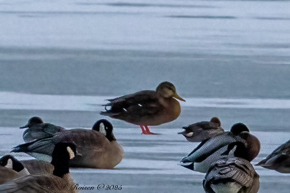 Mexican Duck - ML646698284