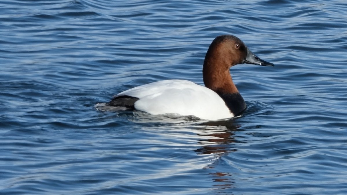 Fuligule à dos blanc - ML646698286