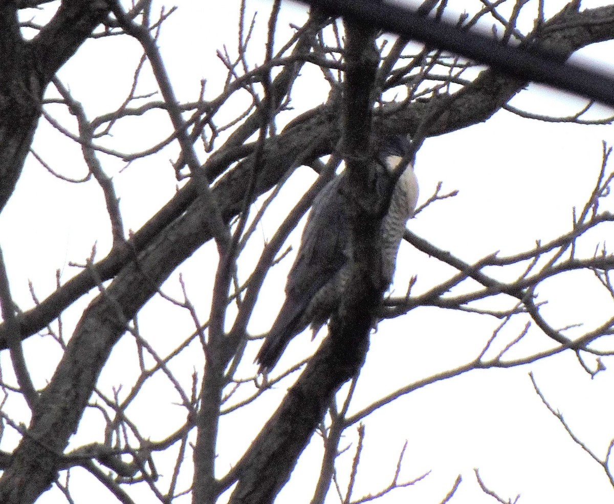 ハヤブサ - ML646698287