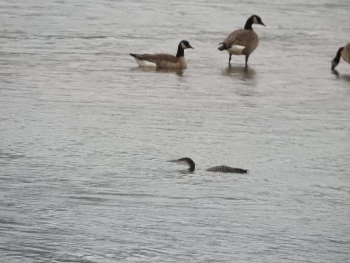 Common Loon - ML646698292