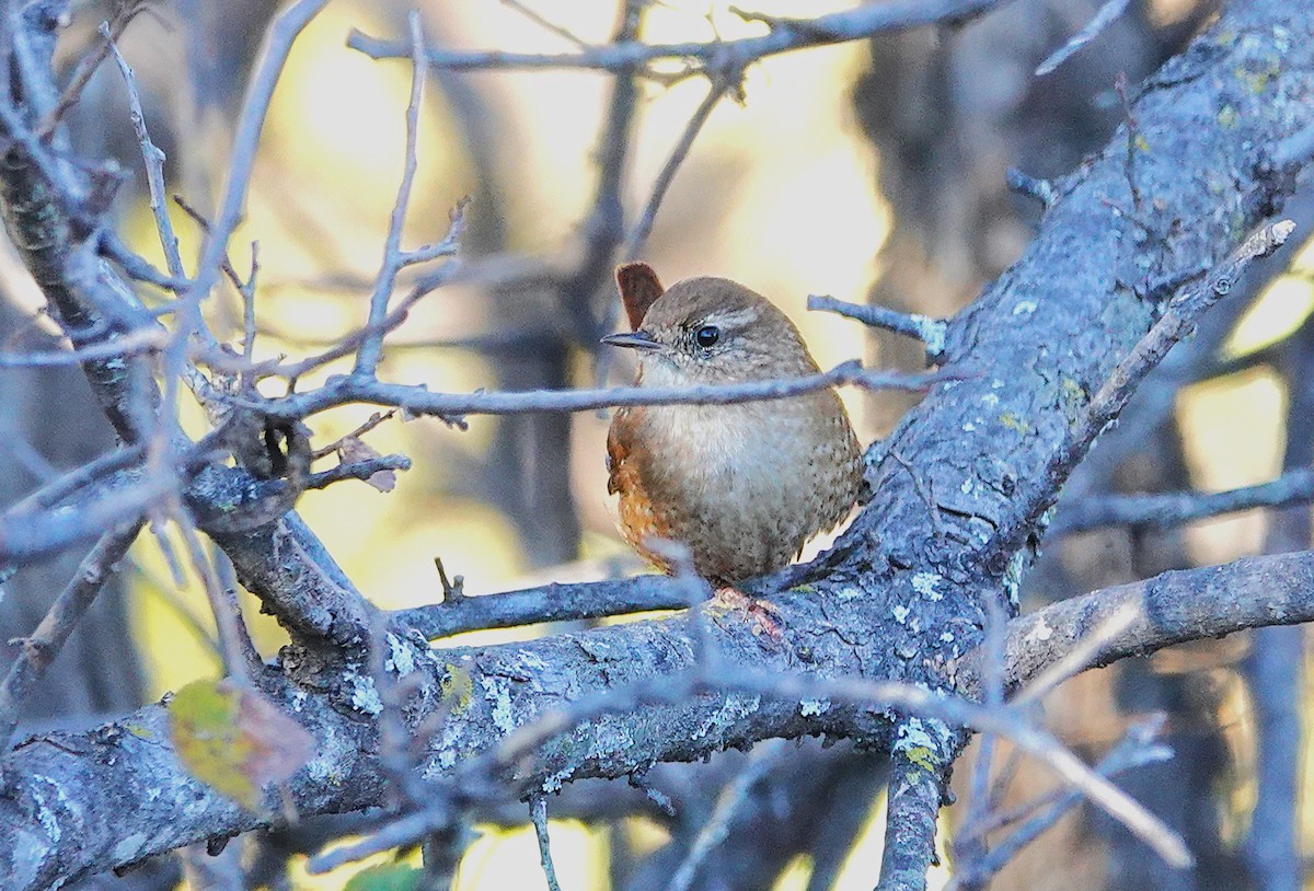 Troglodyte des forêts - ML646698293