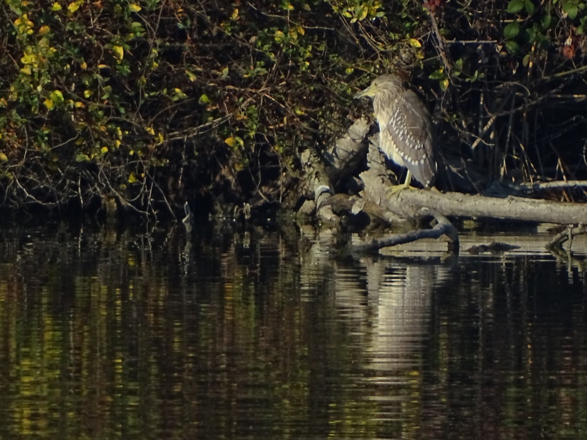 Black-crowned Night Heron - ML646698295
