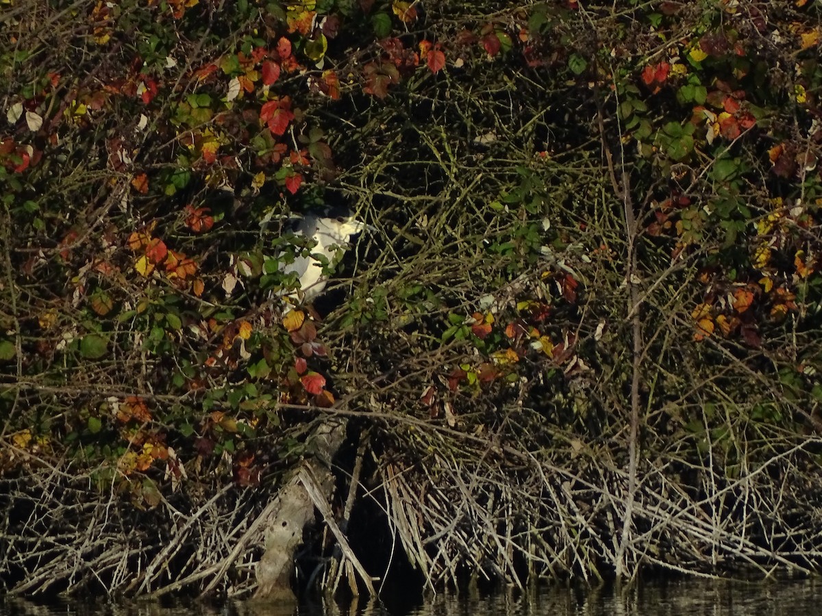 Black-crowned Night Heron - ML646698296