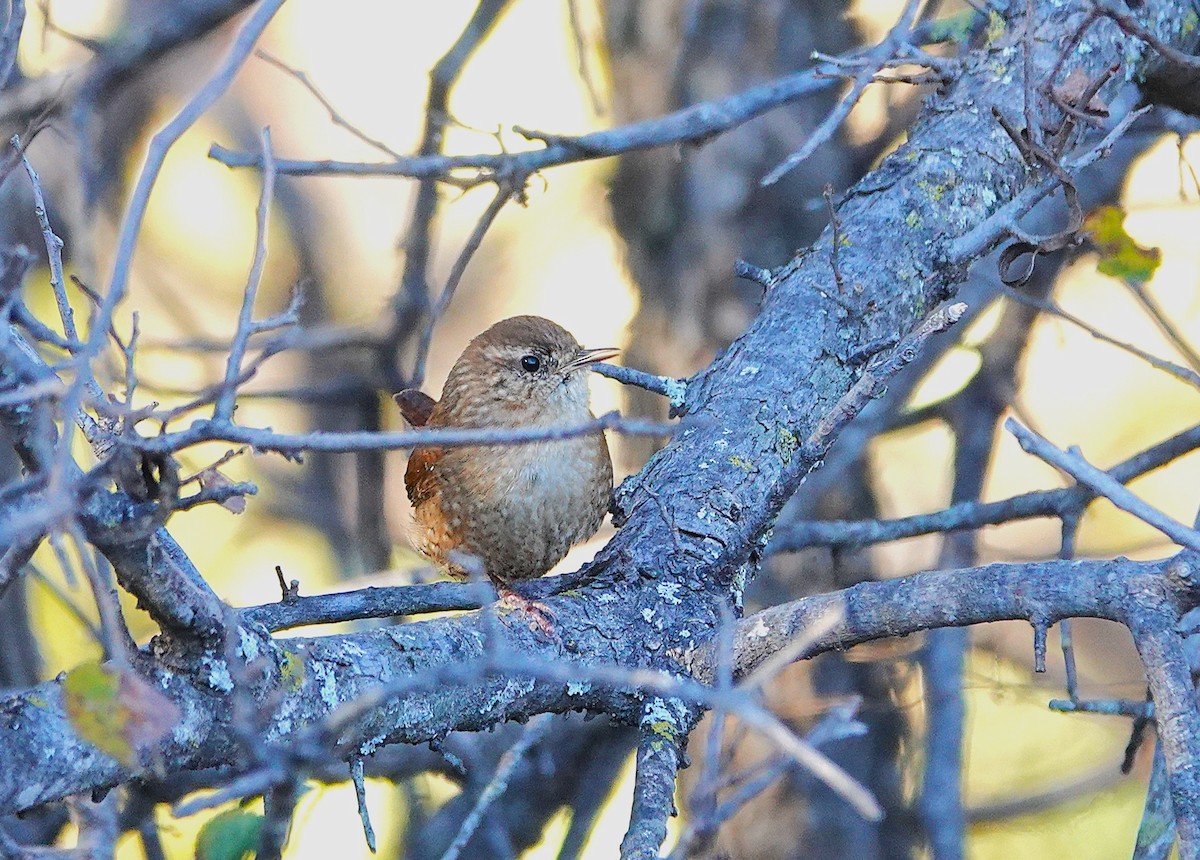 Troglodyte des forêts - ML646698297