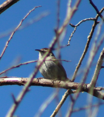 Bewick's Wren - ML646698299