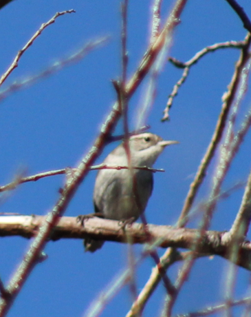 Bewick's Wren - ML646698305