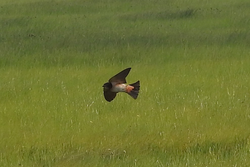 Güney Afrika Kırlangıcı - ML646698306