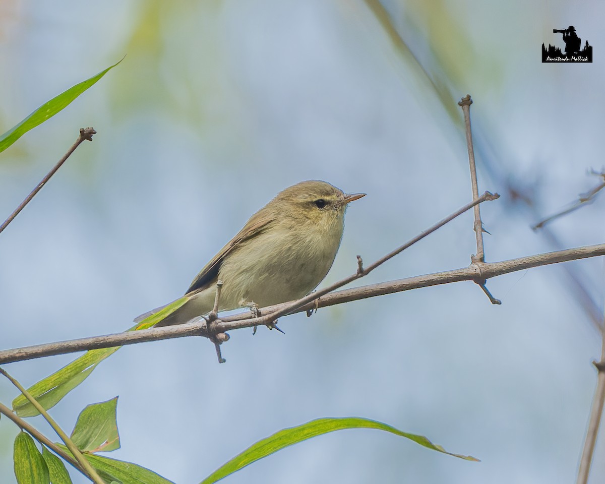 østsanger - ML646698310