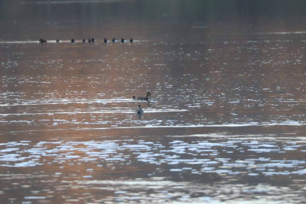 Boz Ördek - ML646698311