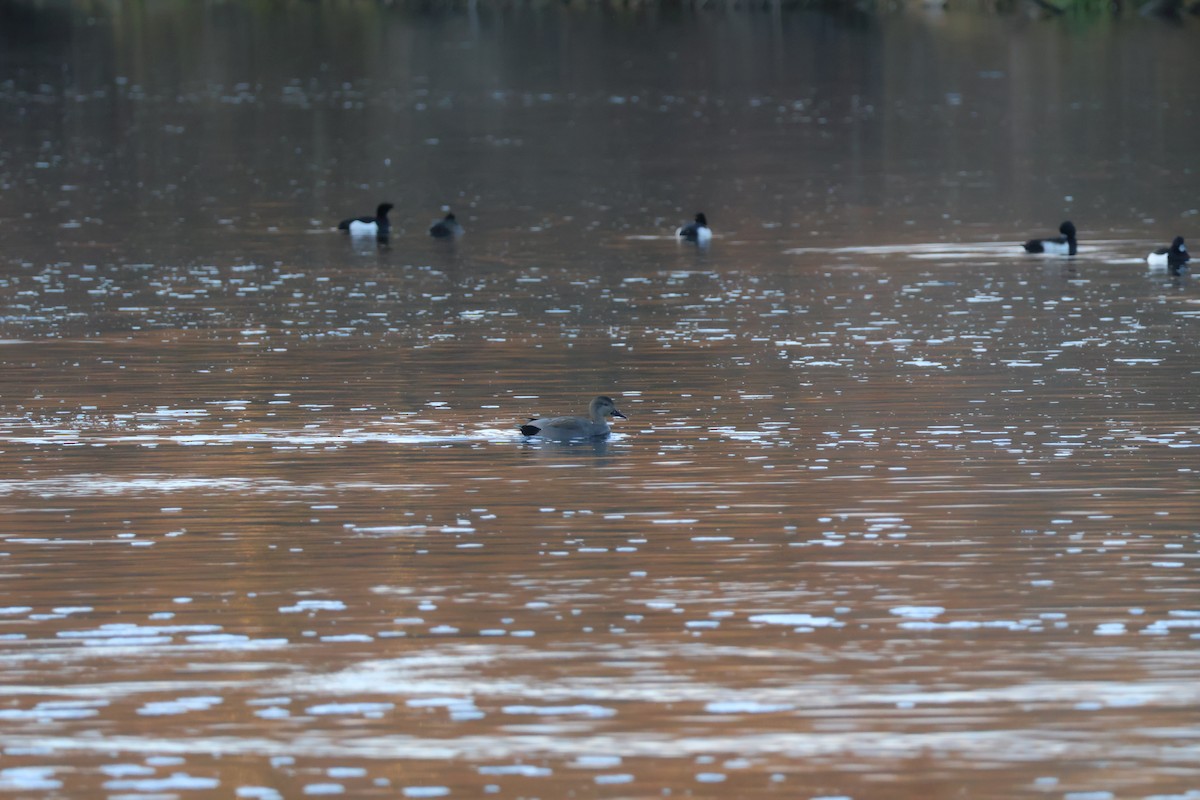 Boz Ördek - ML646698312