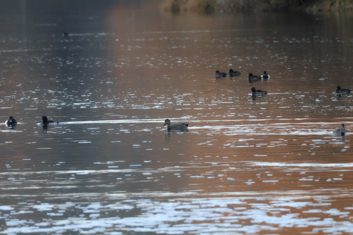 Boz Ördek - ML646698313