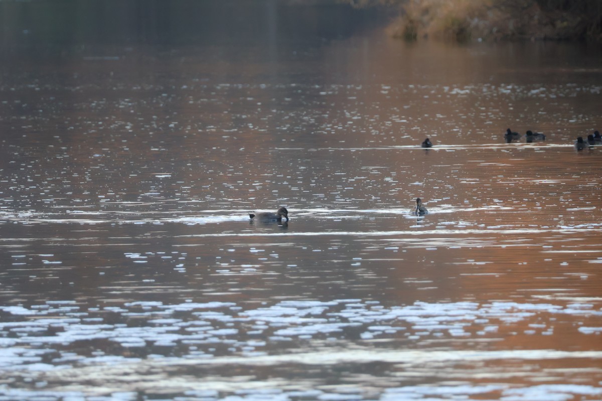 Boz Ördek - ML646698314