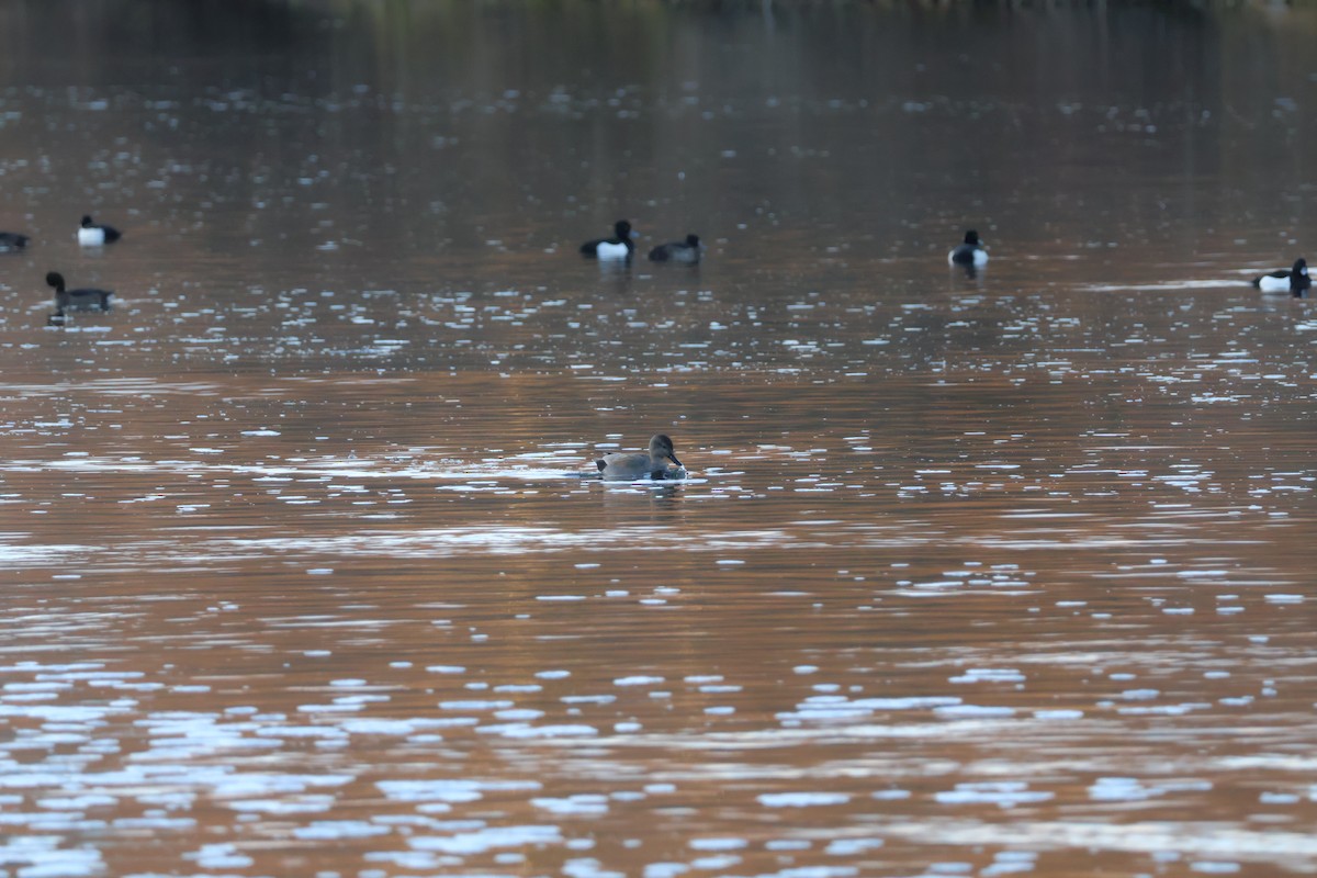 Boz Ördek - ML646698315