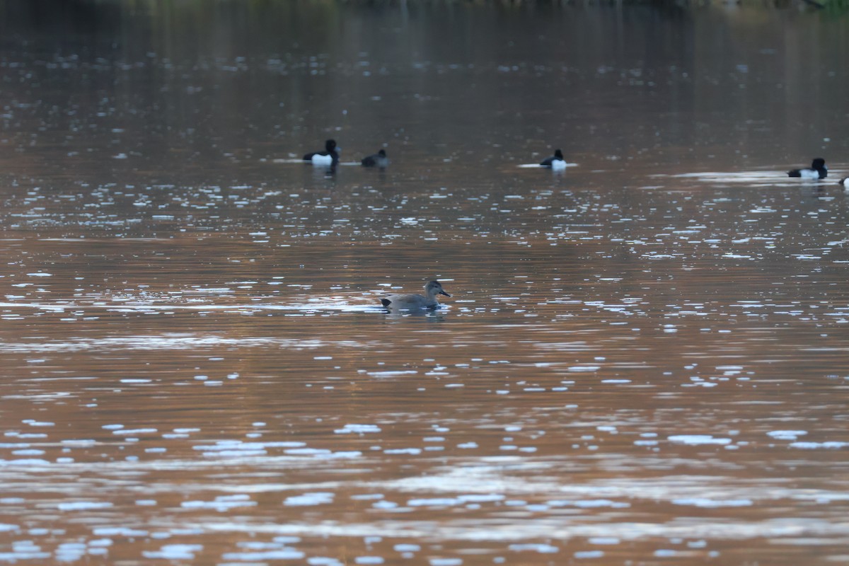 Boz Ördek - ML646698316