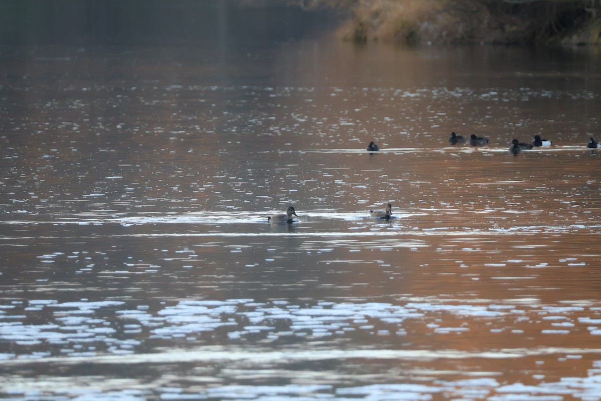 Boz Ördek - ML646698317