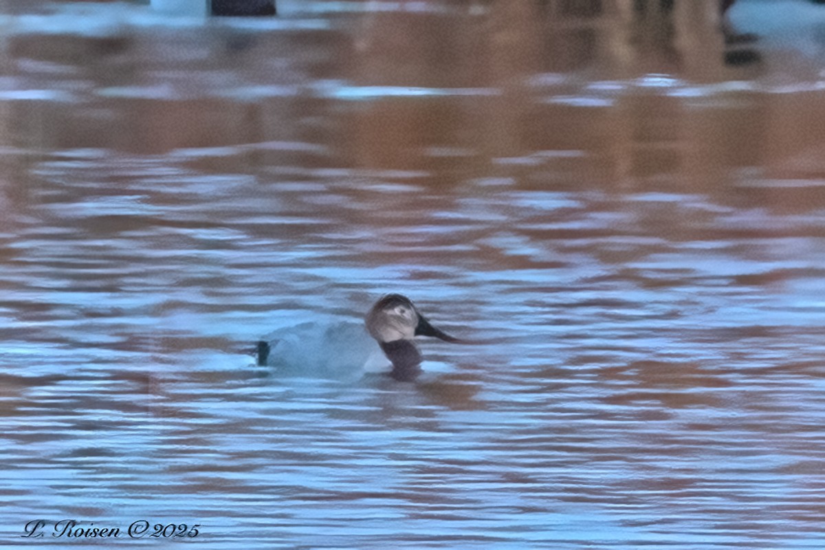 Canvasback - ML646698320