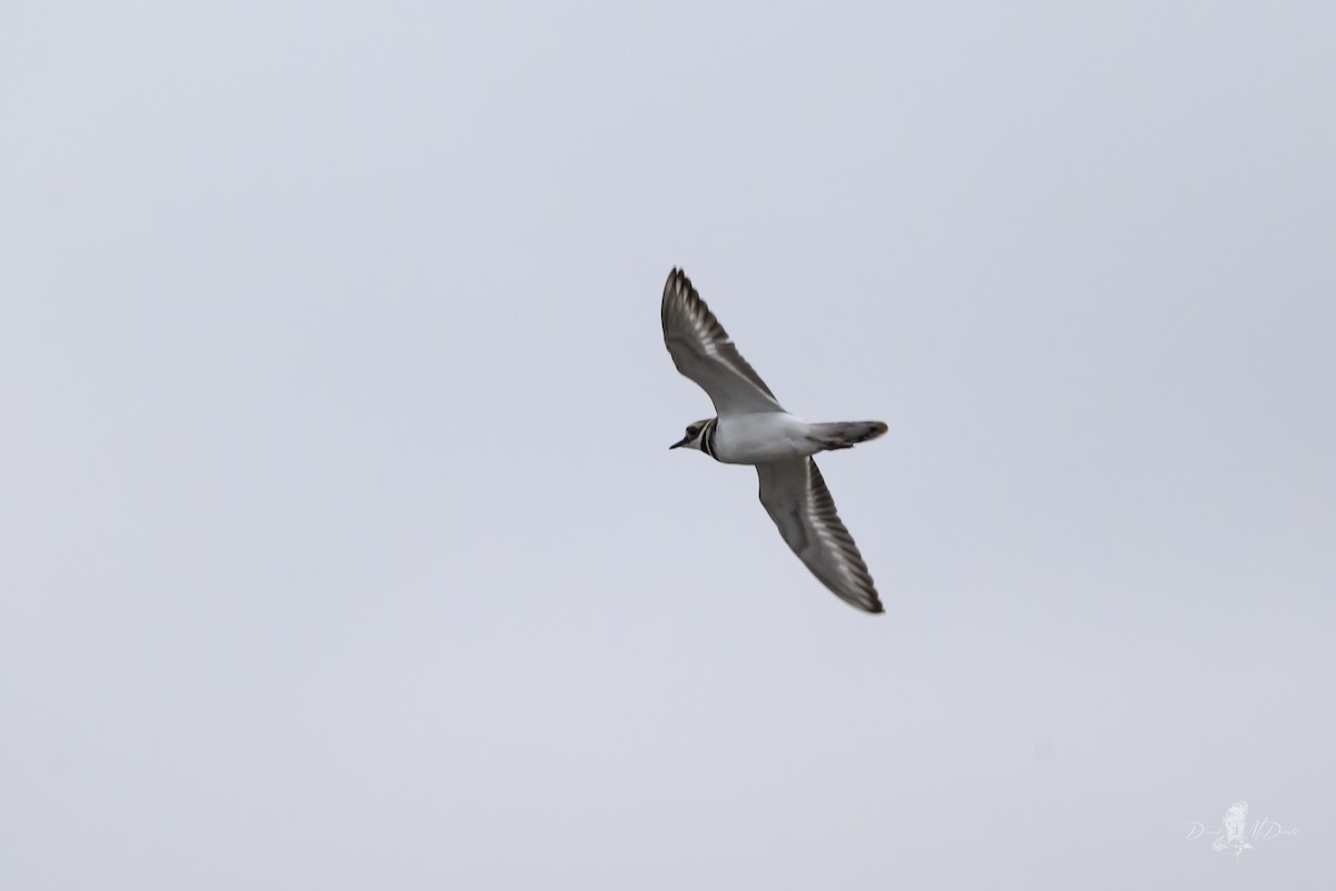 Killdeer - ML646698324