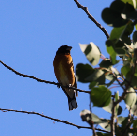 Black-headed Grosbeak - ML646698325