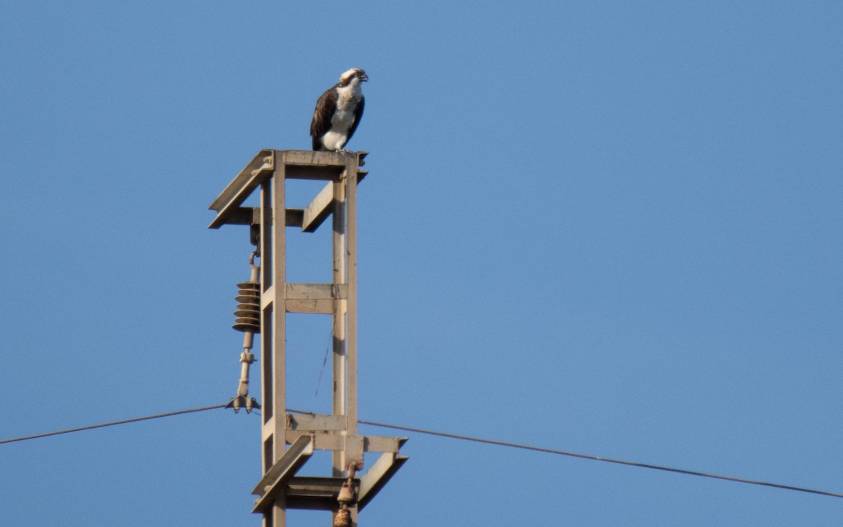 Arrano arrantzalea - ML646698333