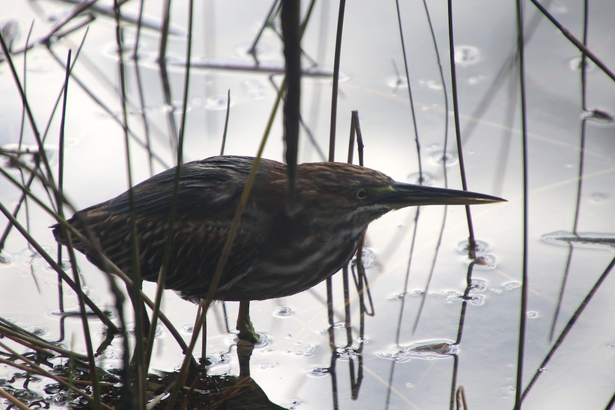 Green Heron - ML646698334