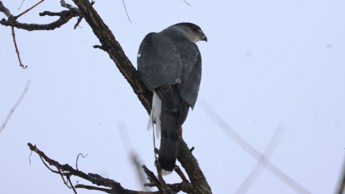 Cooper's Hawk - ML646698335