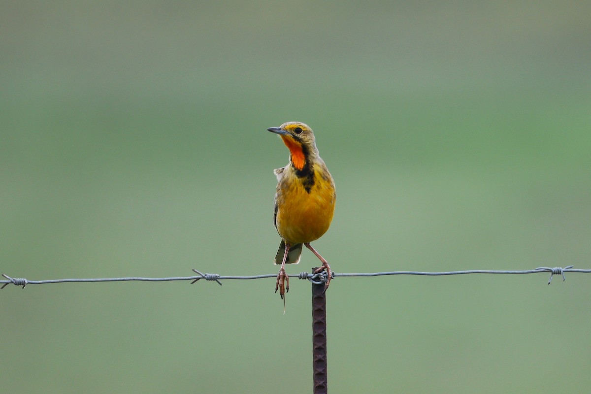 Kap İncirkuşu - ML646698336