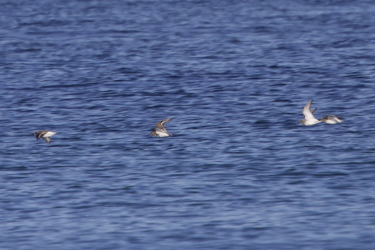 Dunlin - ML646698338