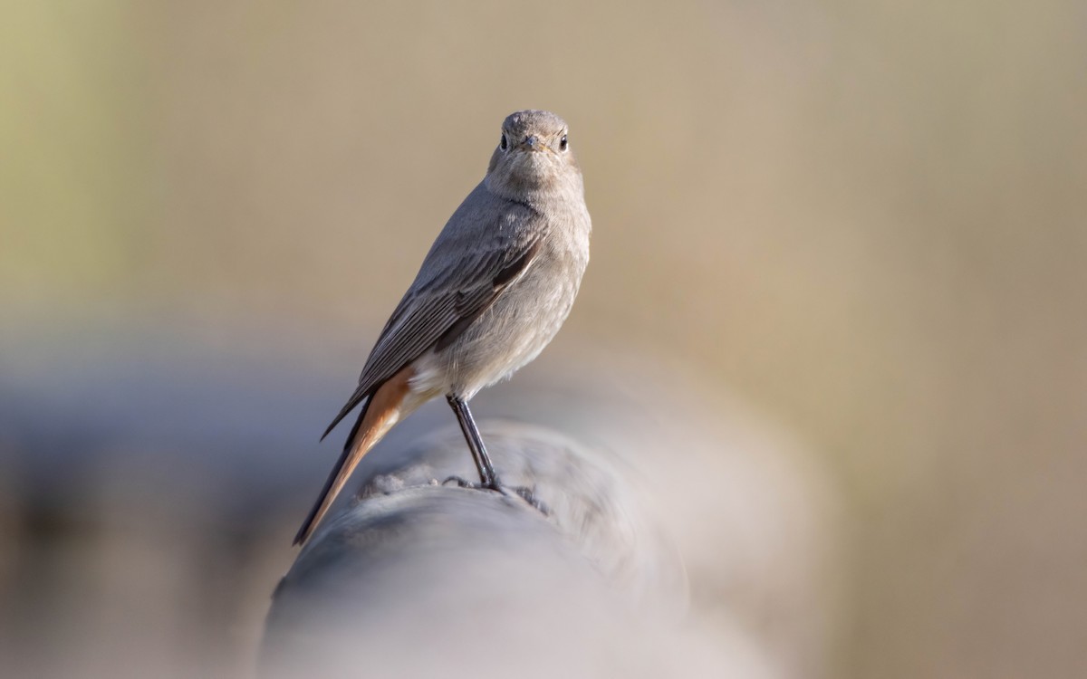 Buztangorri iluna - ML646698339