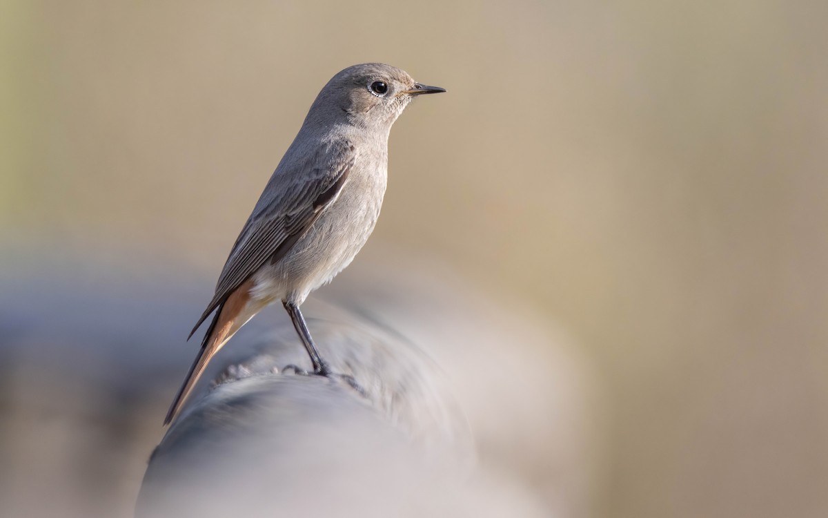 Buztangorri iluna - ML646698340