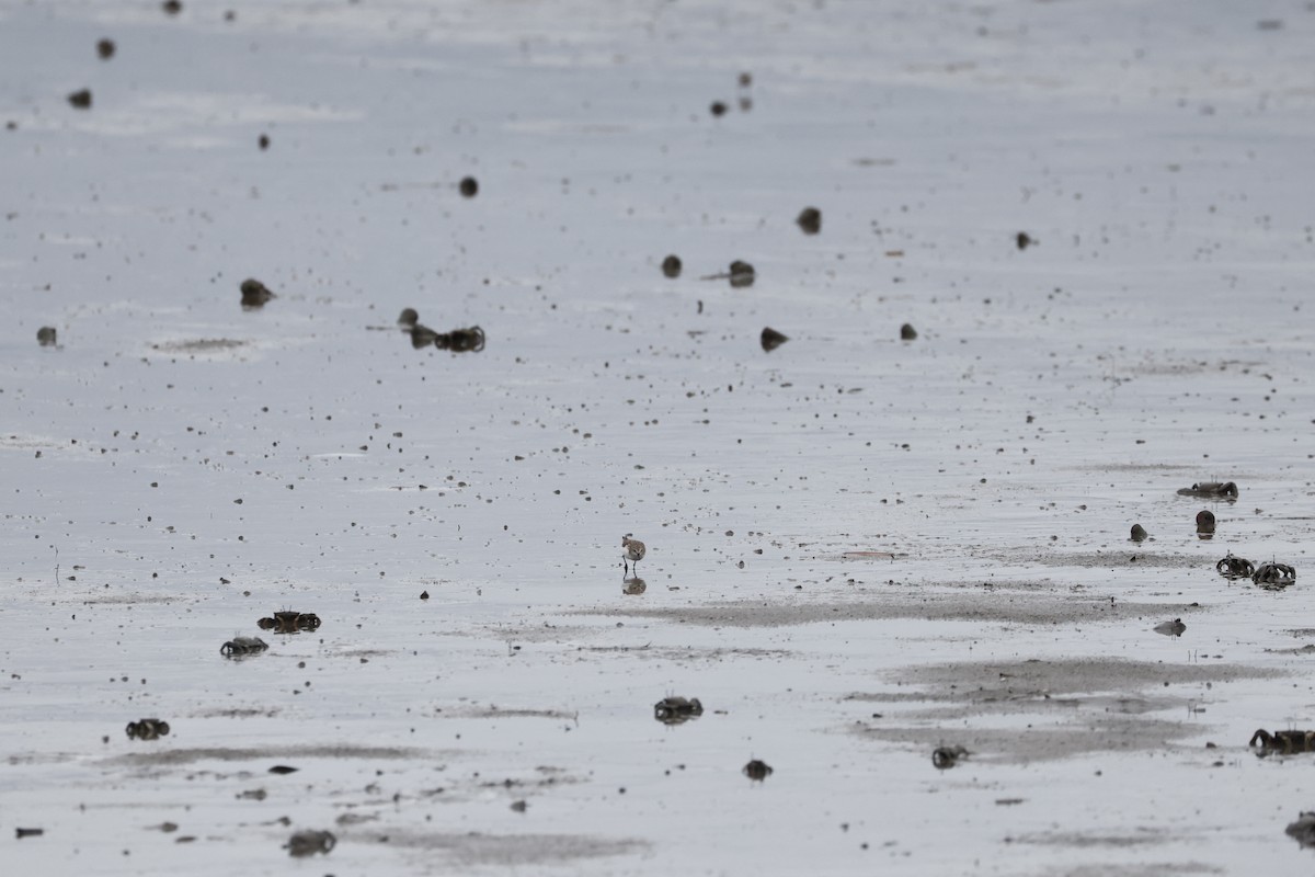 Txirri lepagorria - ML646698342