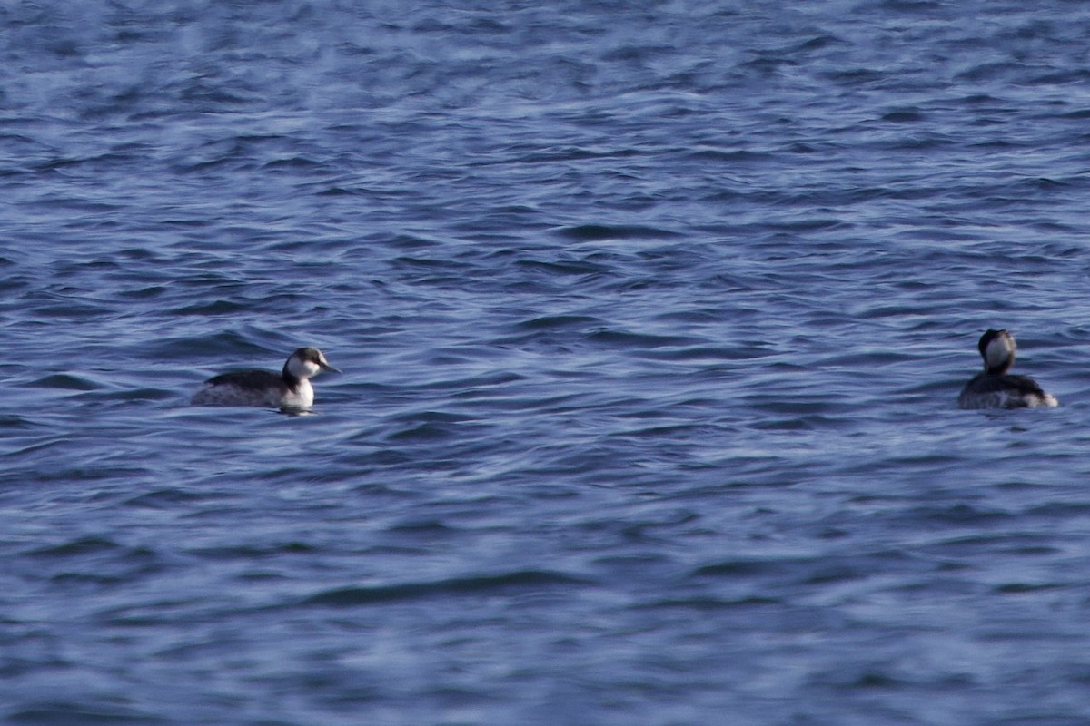 Horned Grebe - ML646698346