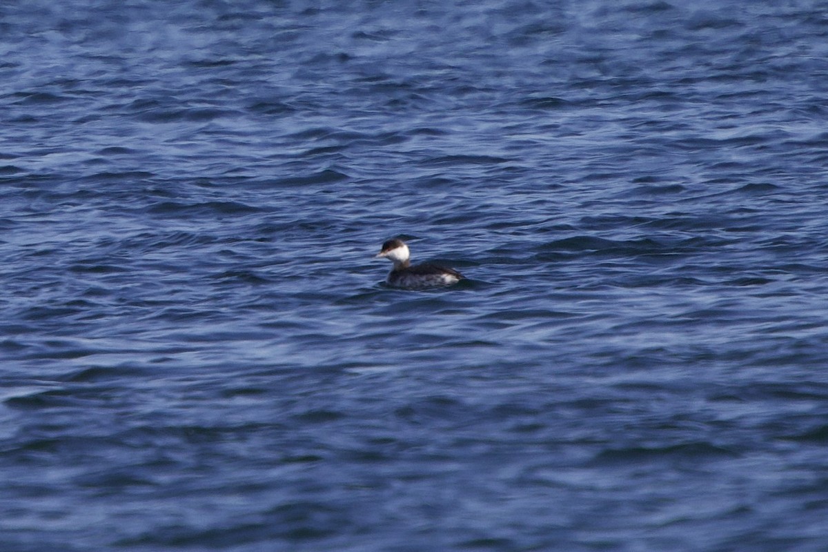 Horned Grebe - ML646698347