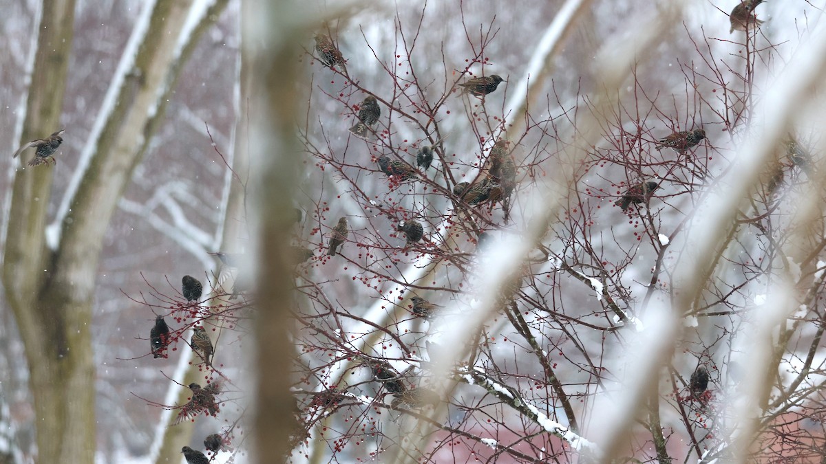 European Starling - ML646698354