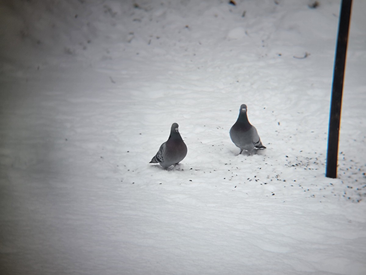 Piccione domestico - ML646698355