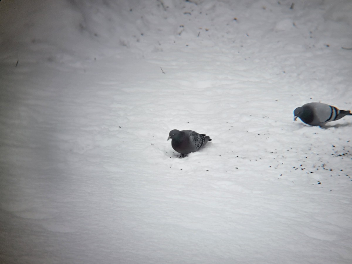 Piccione domestico - ML646698356