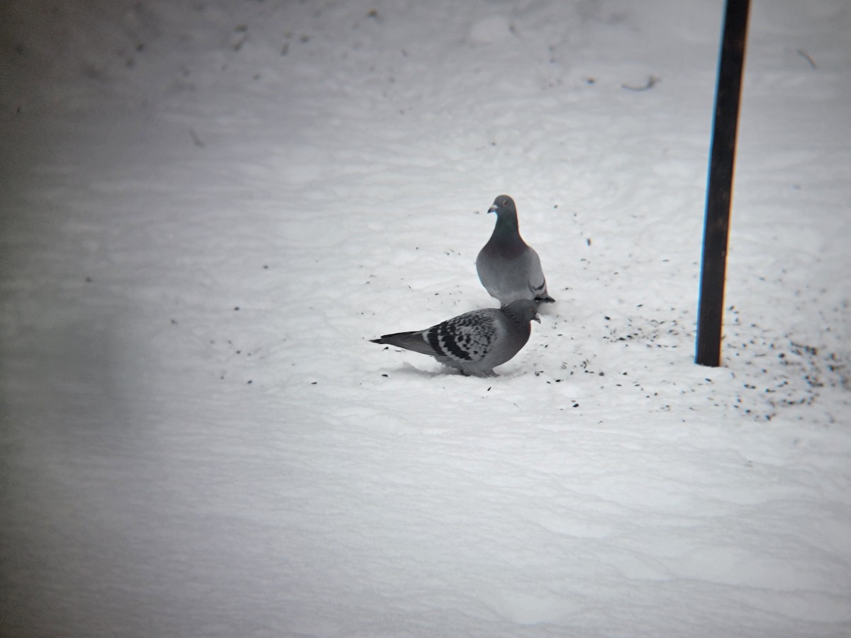 Piccione domestico - ML646698357