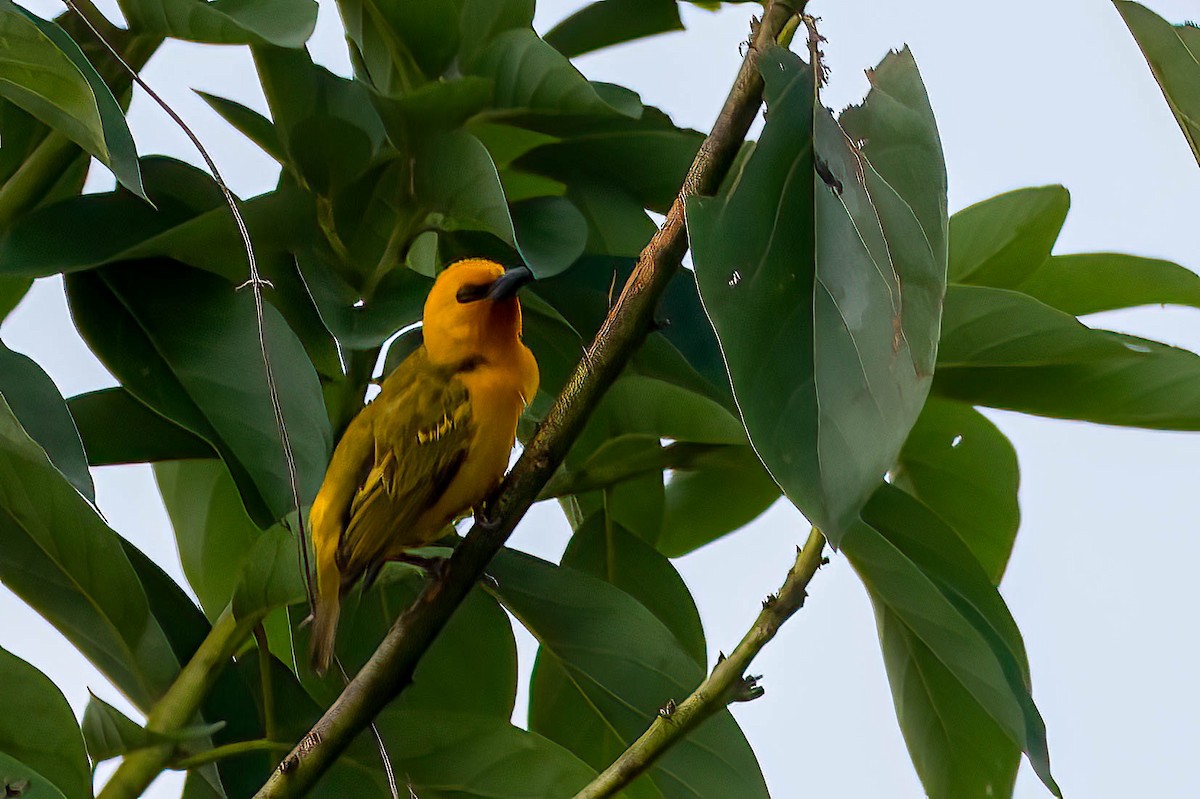 Королевский ткач - ML646698358