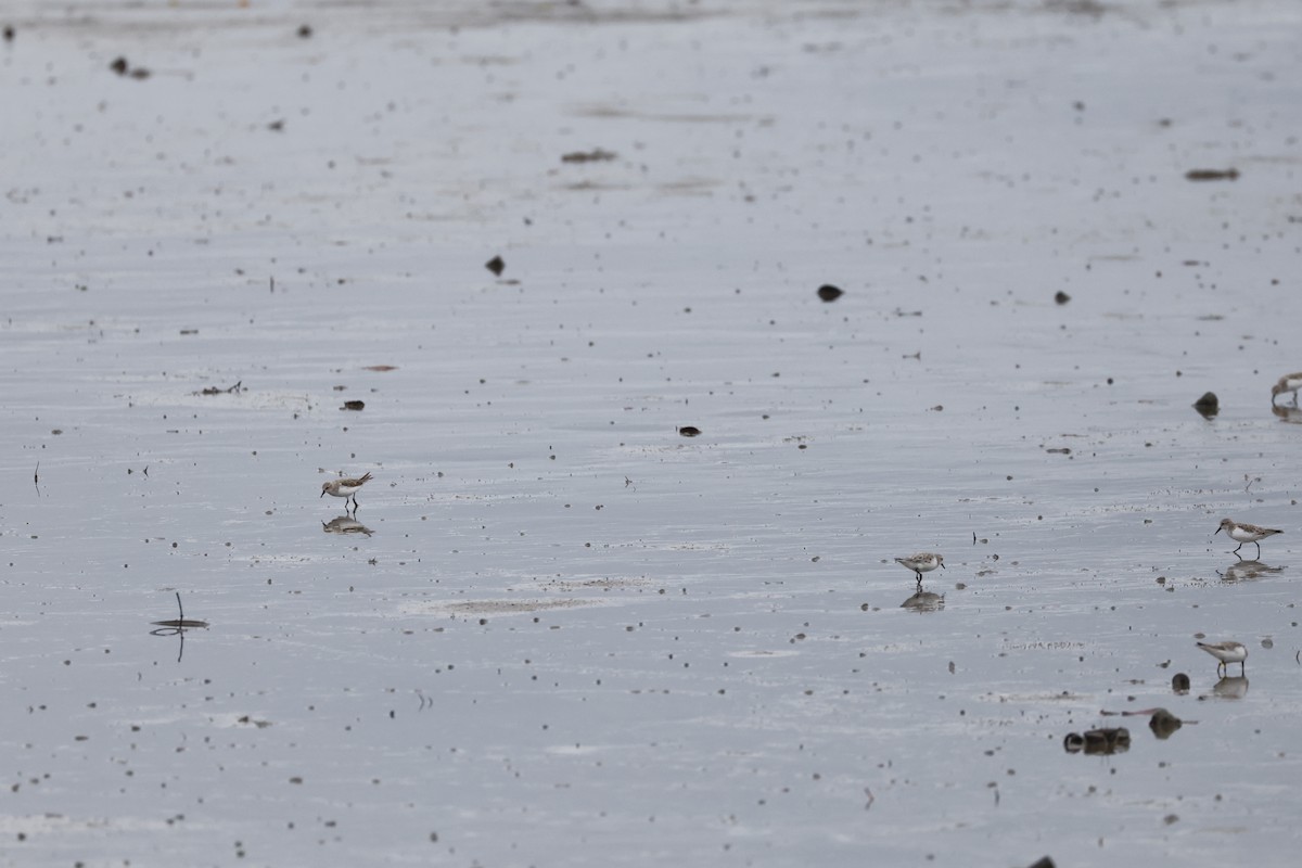 Txirri lepagorria - ML646698375