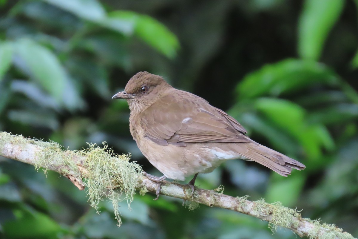 Zorzal Piquinegro - ML646698378