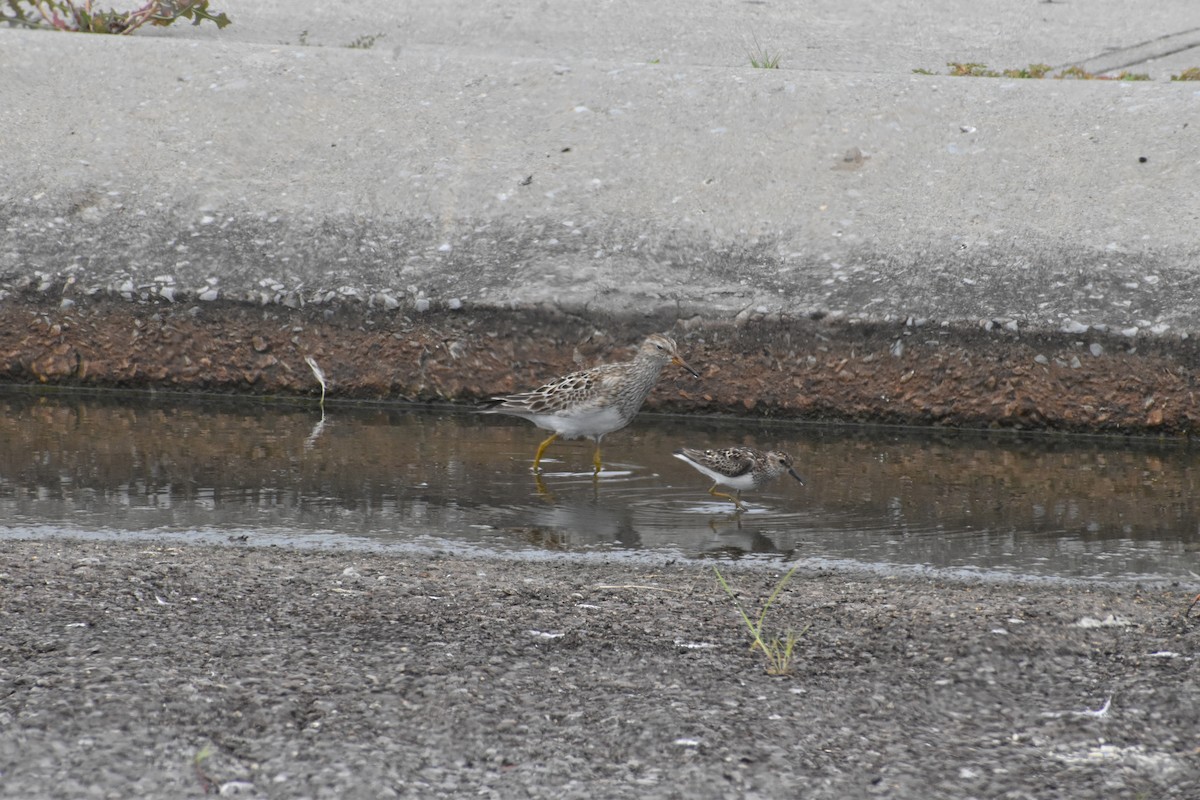 Çizgili Kumkuşu - ML646698381